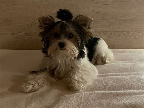 chanel home yorkshireterrier fokker|READ OUR LATEST BLOG OF .